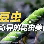 -	O蚋(蚋是什么意思)