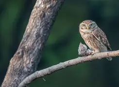 鲬Y瞶)殔偅,D佁(鰔鱼百度百科)